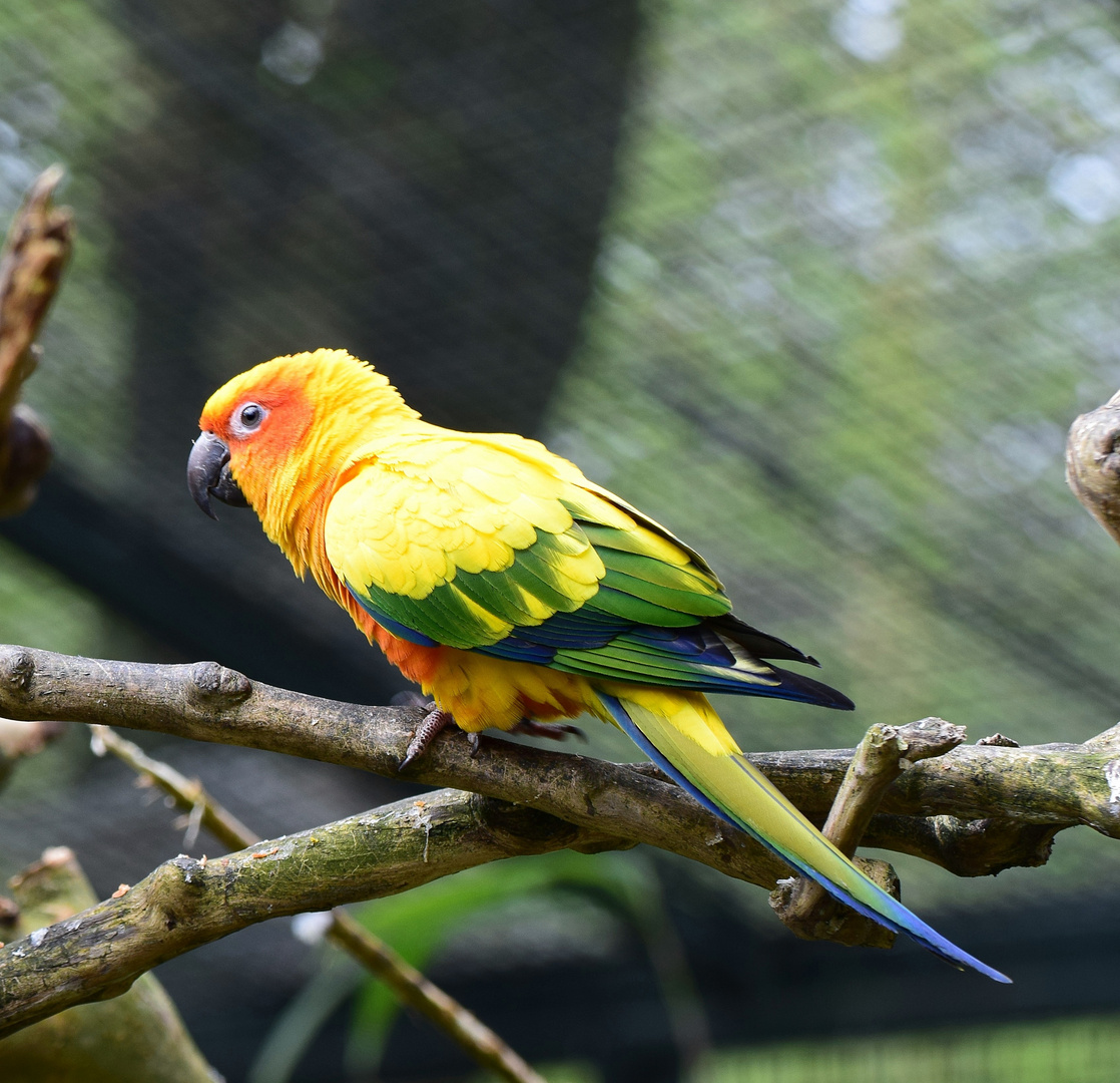 Zoo Münster 2017 (25) Sonnensittich