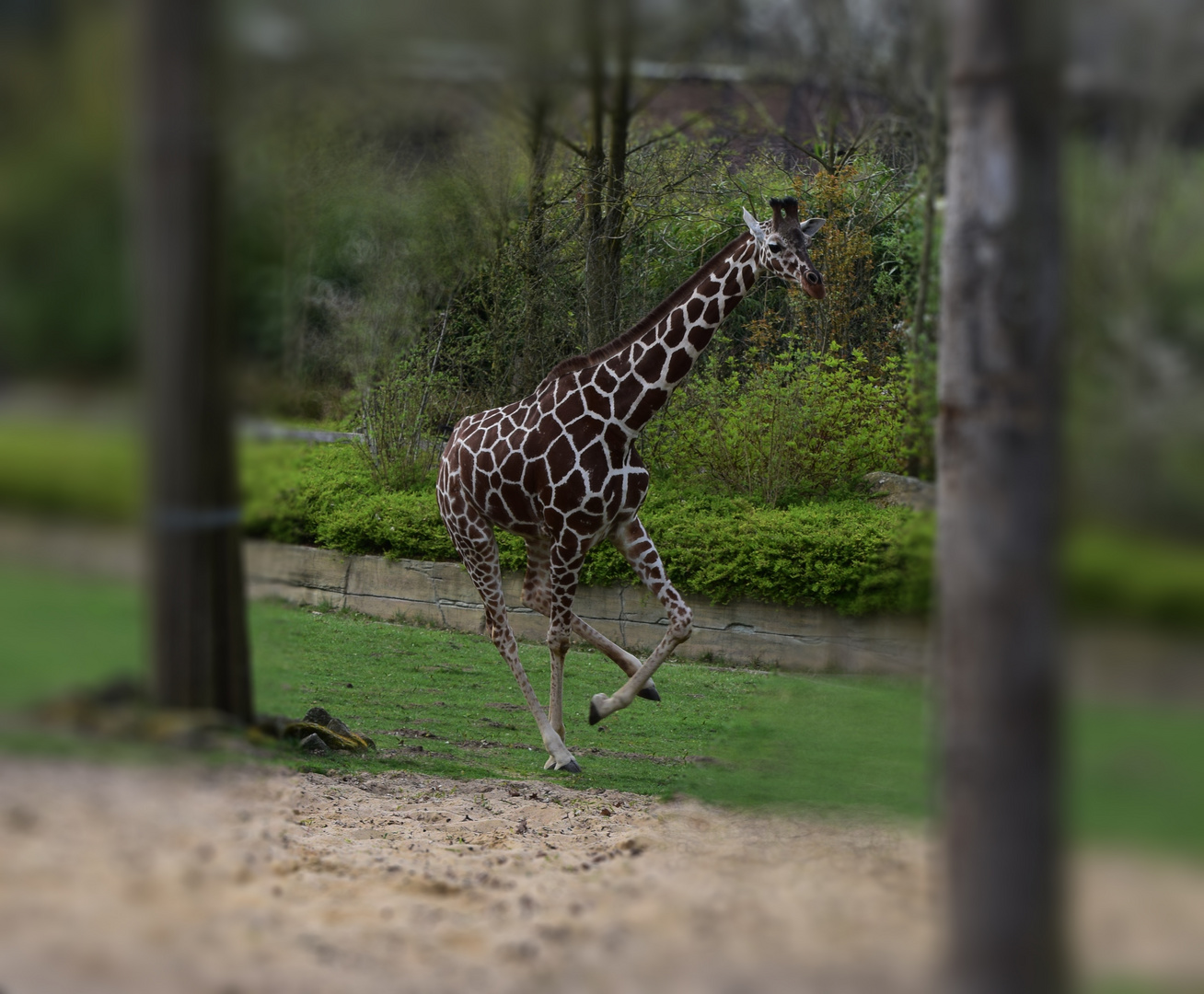 Zoo Münster 2017 (26) Giraffe im Galopp