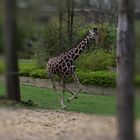 Zoo Münster 2017 (26) Giraffe im Galopp