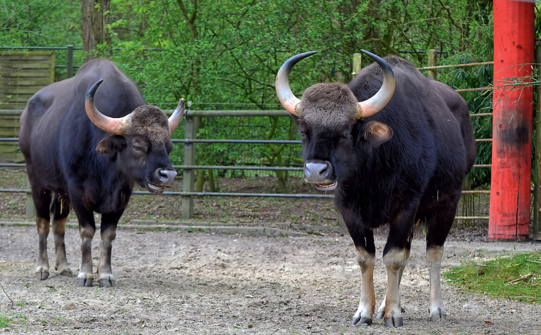 Zoo Münster 2017 (27) Gaur