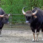 Zoo Münster 2017 (27) Gaur