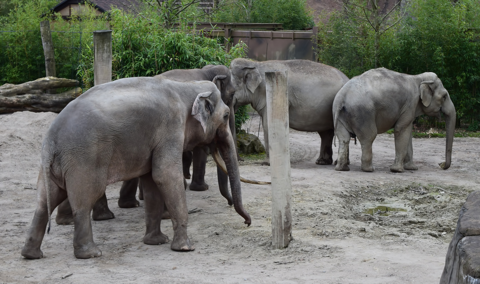 Zoo Münster 2017 (28) Elefantenrunde