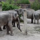 Zoo Münster 2017 (28) Elefantenrunde