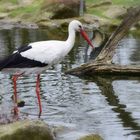 Zoo Münster 2017 (3)