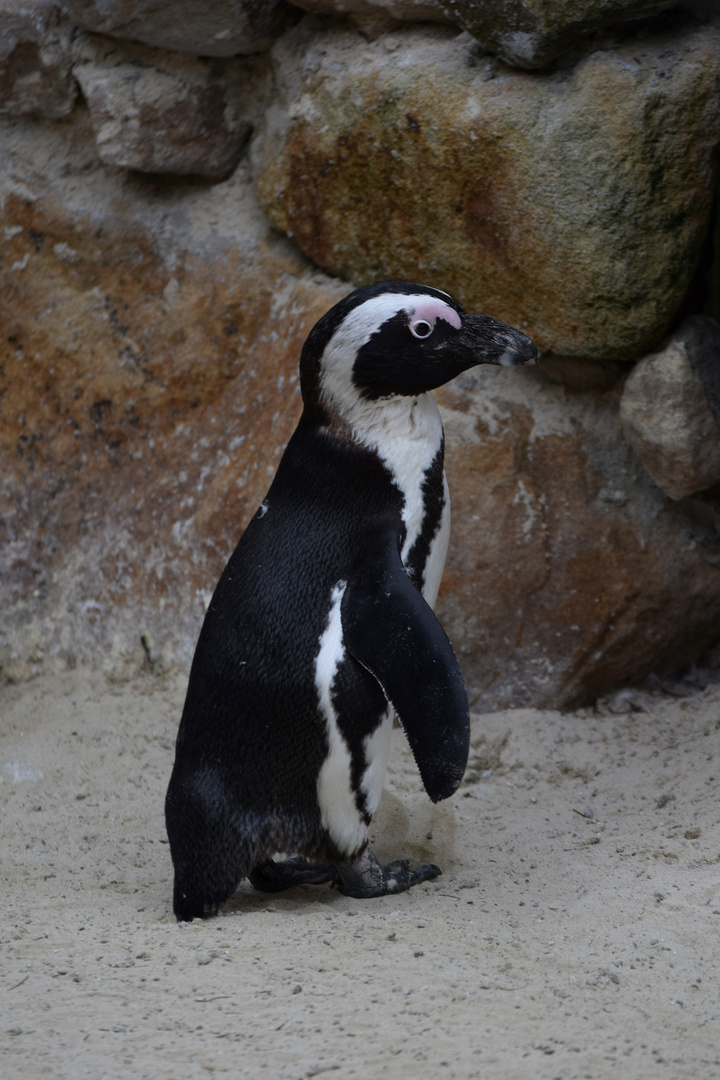 Zoo Münster 2017 (32) Ich bin doch kein Kellner