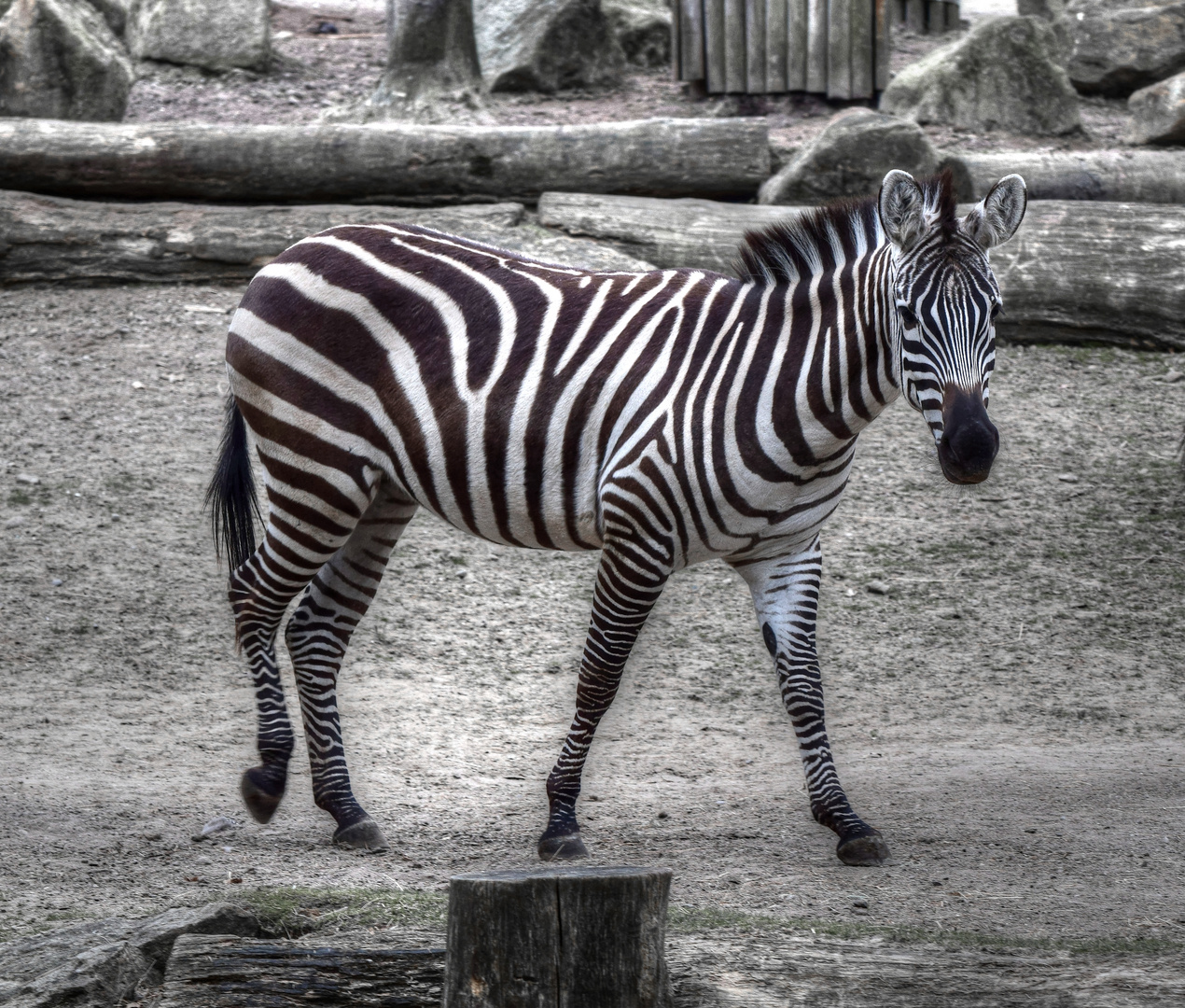 Zoo Münster 2017 (33) Zebra