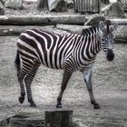 Zoo Münster 2017 (33) Zebra