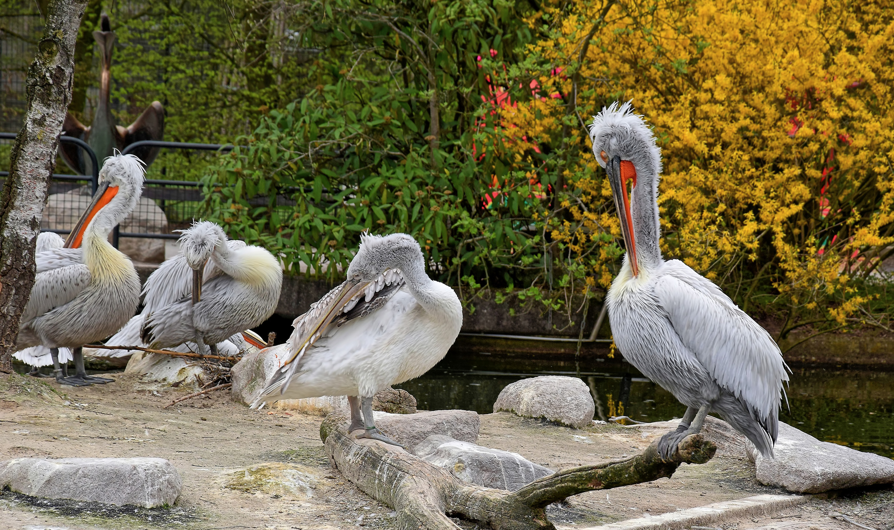 Zoo Münster 2017 (34) Pelikane