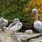 Zoo Münster 2017 (34) Pelikane