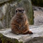 Zoo Münster 2017 (35) Immer schön aufgepasst.