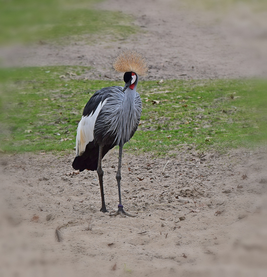 Zoo Münster 2017 (4)