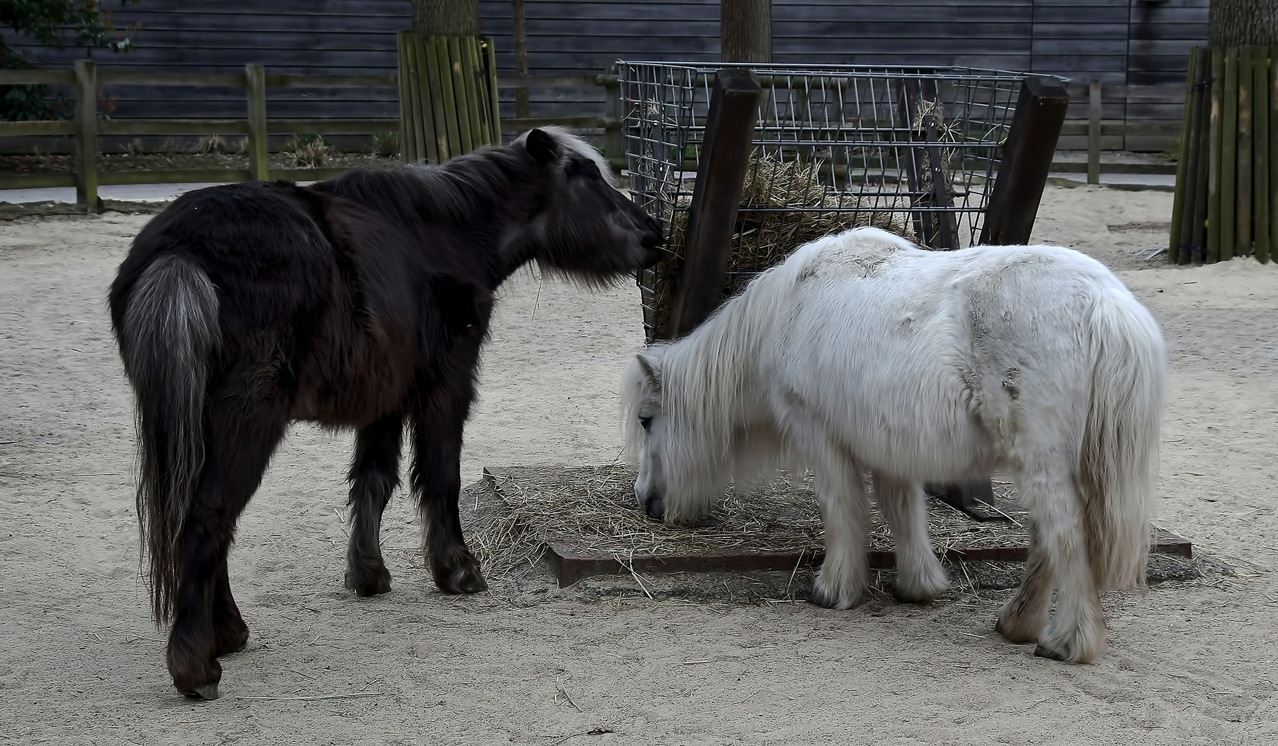 Zoo Münster 2017 (6) Ponys