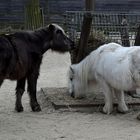 Zoo Münster 2017 (6) Ponys