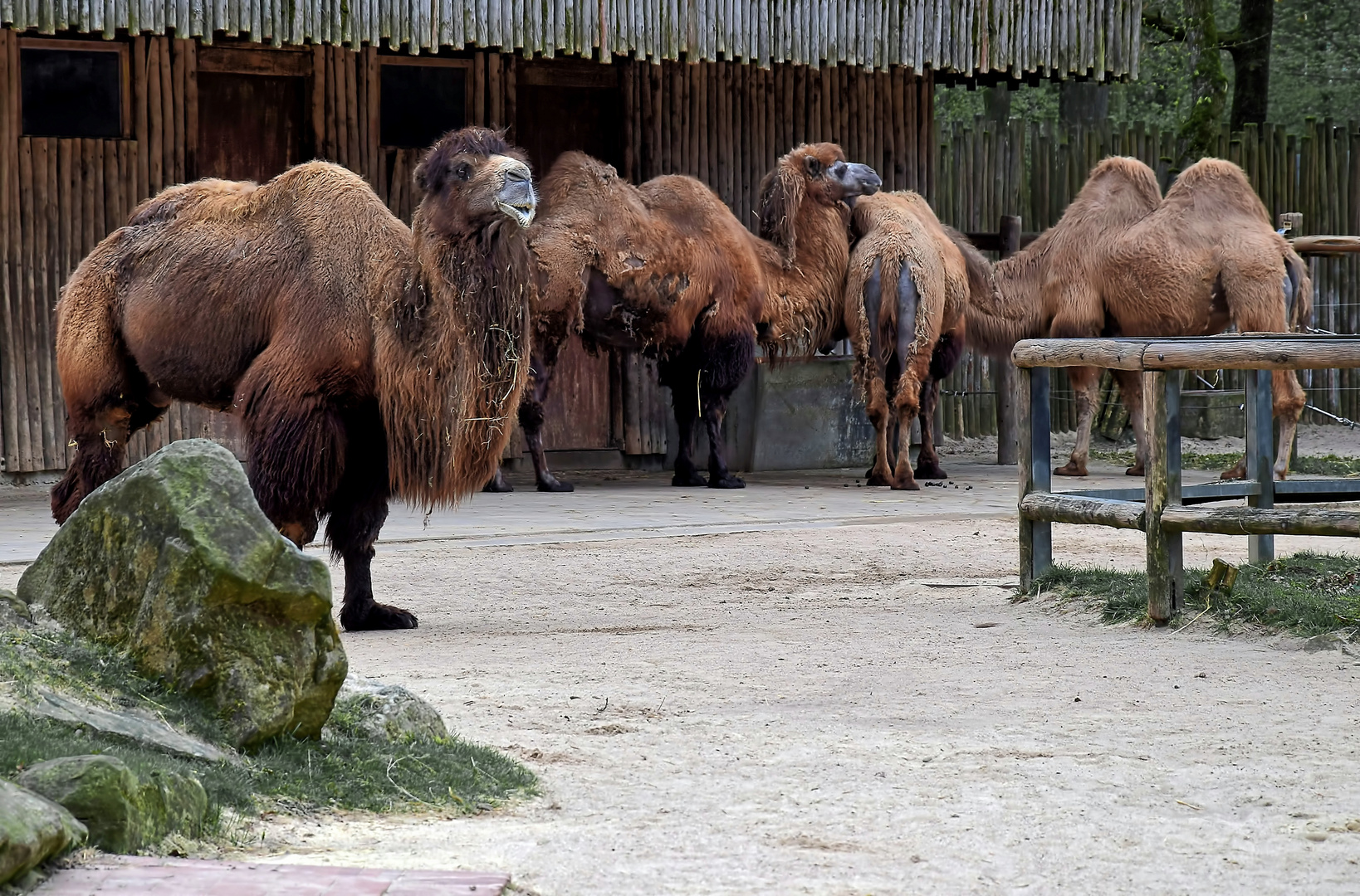 Zoo Münster 2017 (7) Kamele