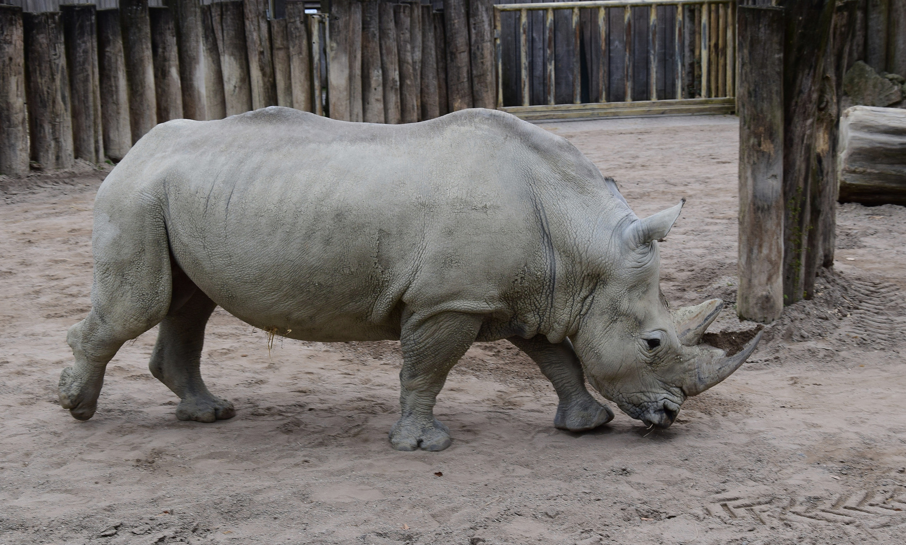 Zoo Münster 2017 (8) Nashorn