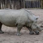 Zoo Münster 2017 (8) Nashorn