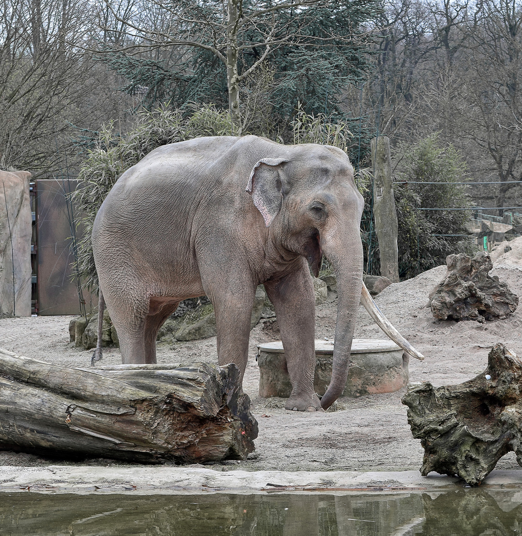 Zoo Münster 2017 (9) Elefant