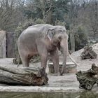 Zoo Münster 2017 (9) Elefant