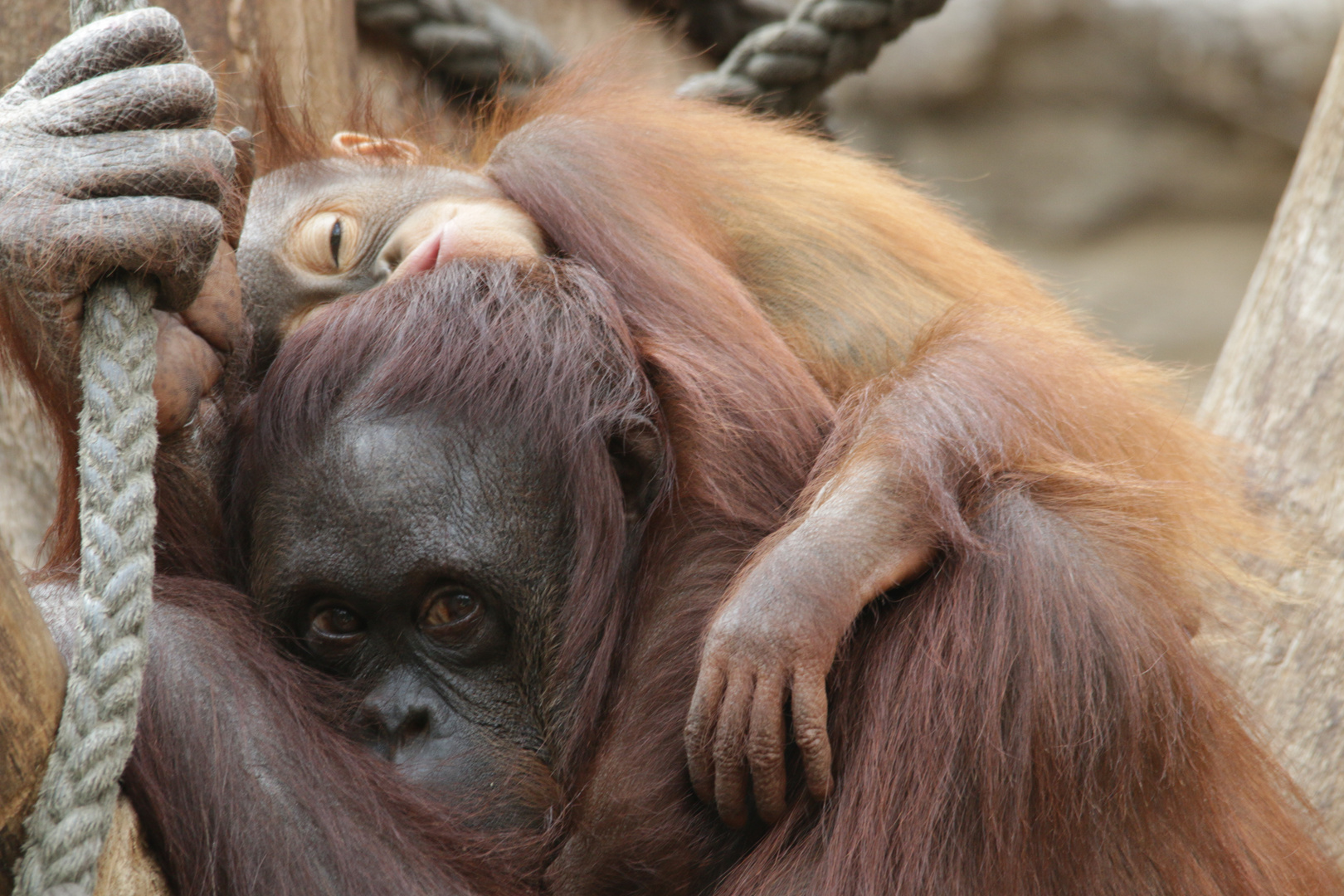 Zoo Münster