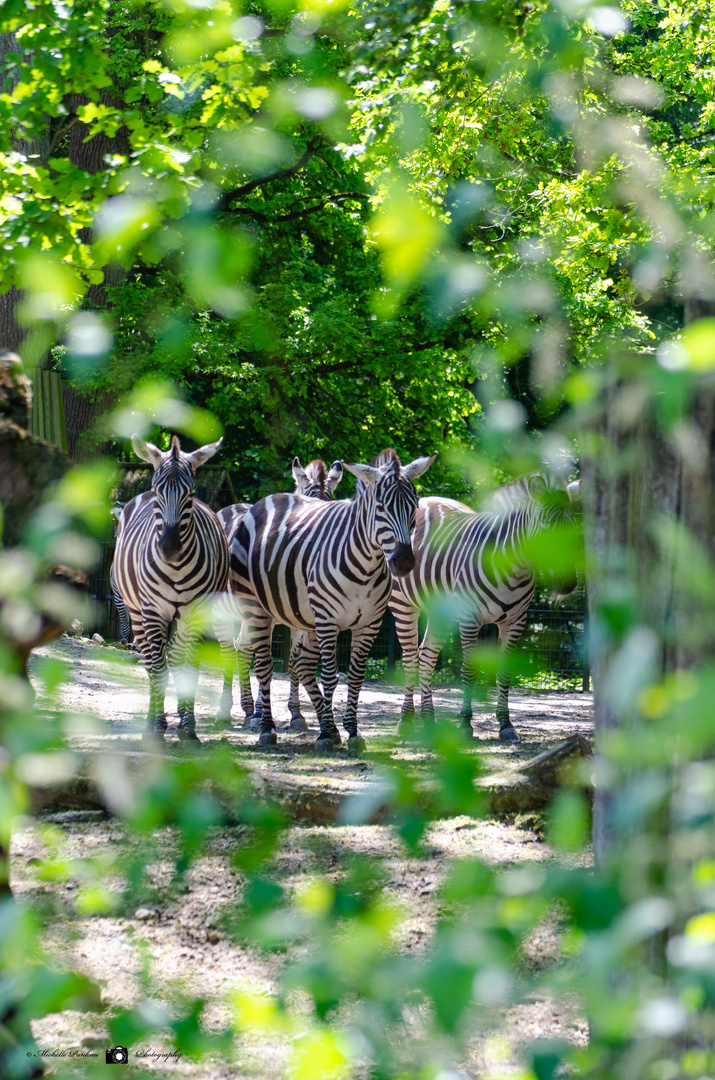 Zoo Münster