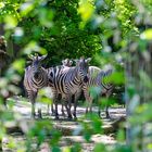 Zoo Münster