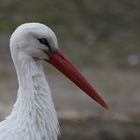 Zoo Münster [49] Storch