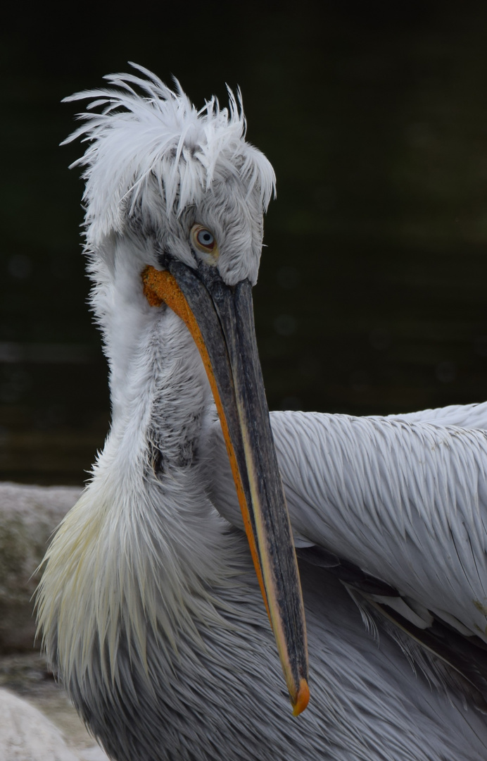 Zoo Münster [50] Pelikan