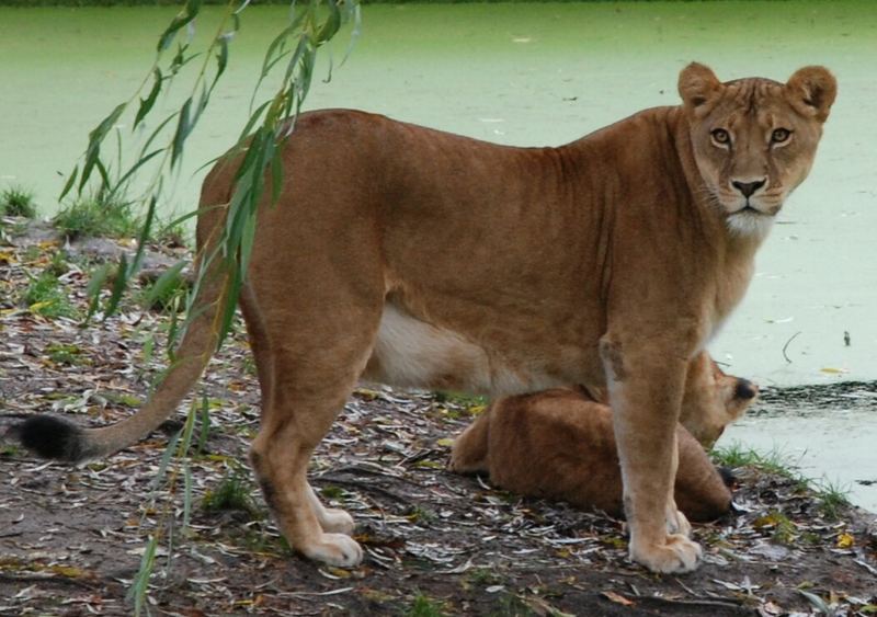 Zoo Münster