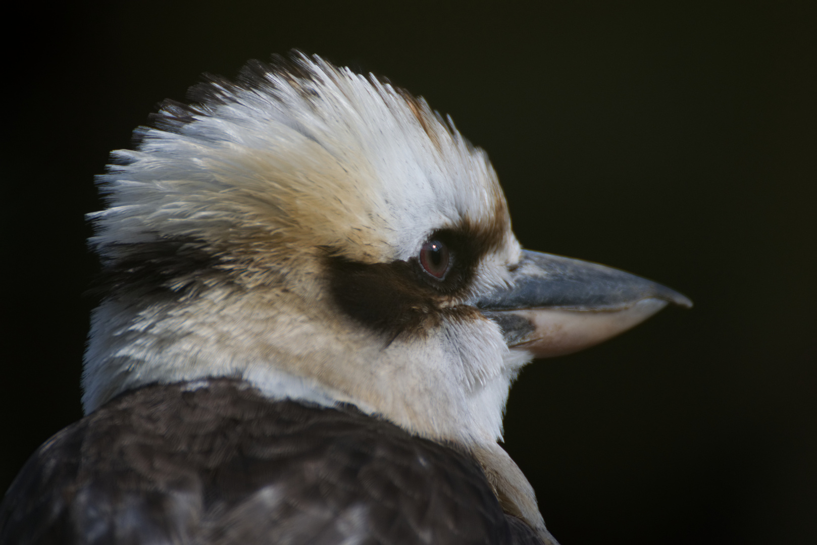 ZOO Münster