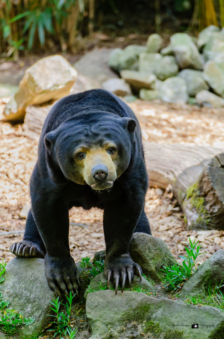 Zoo Münster