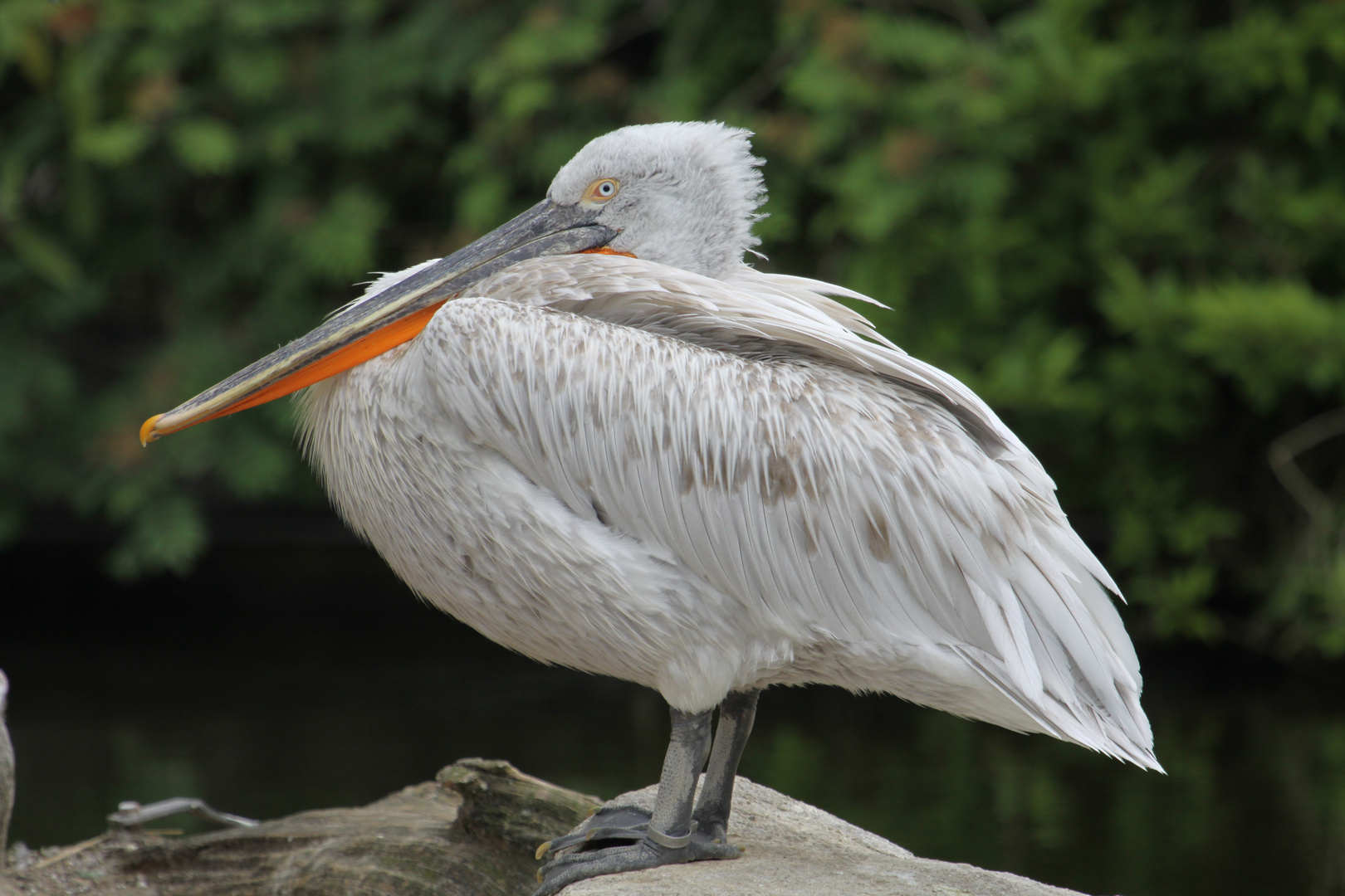 Zoo Münster