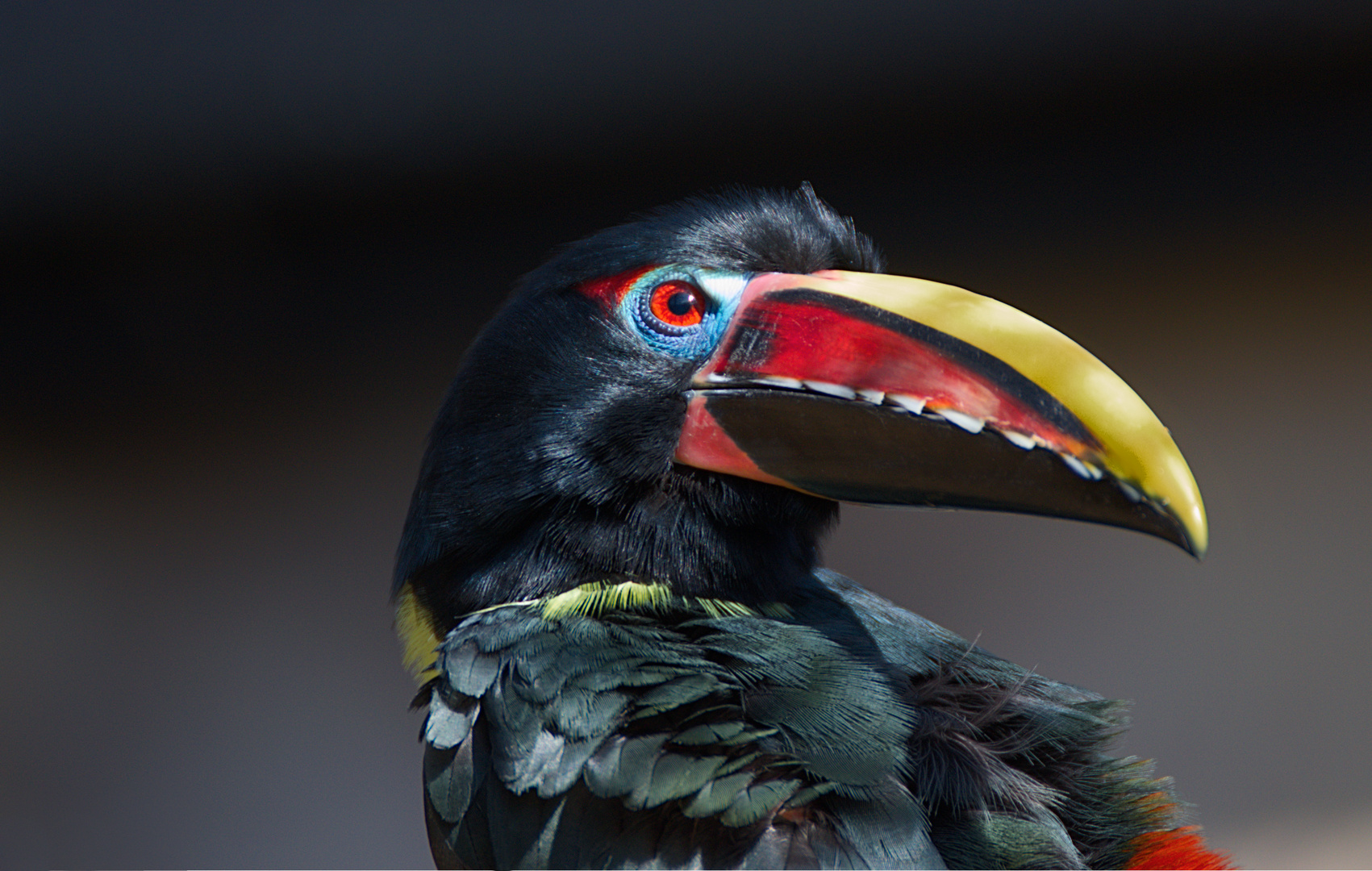 ZOO Münster