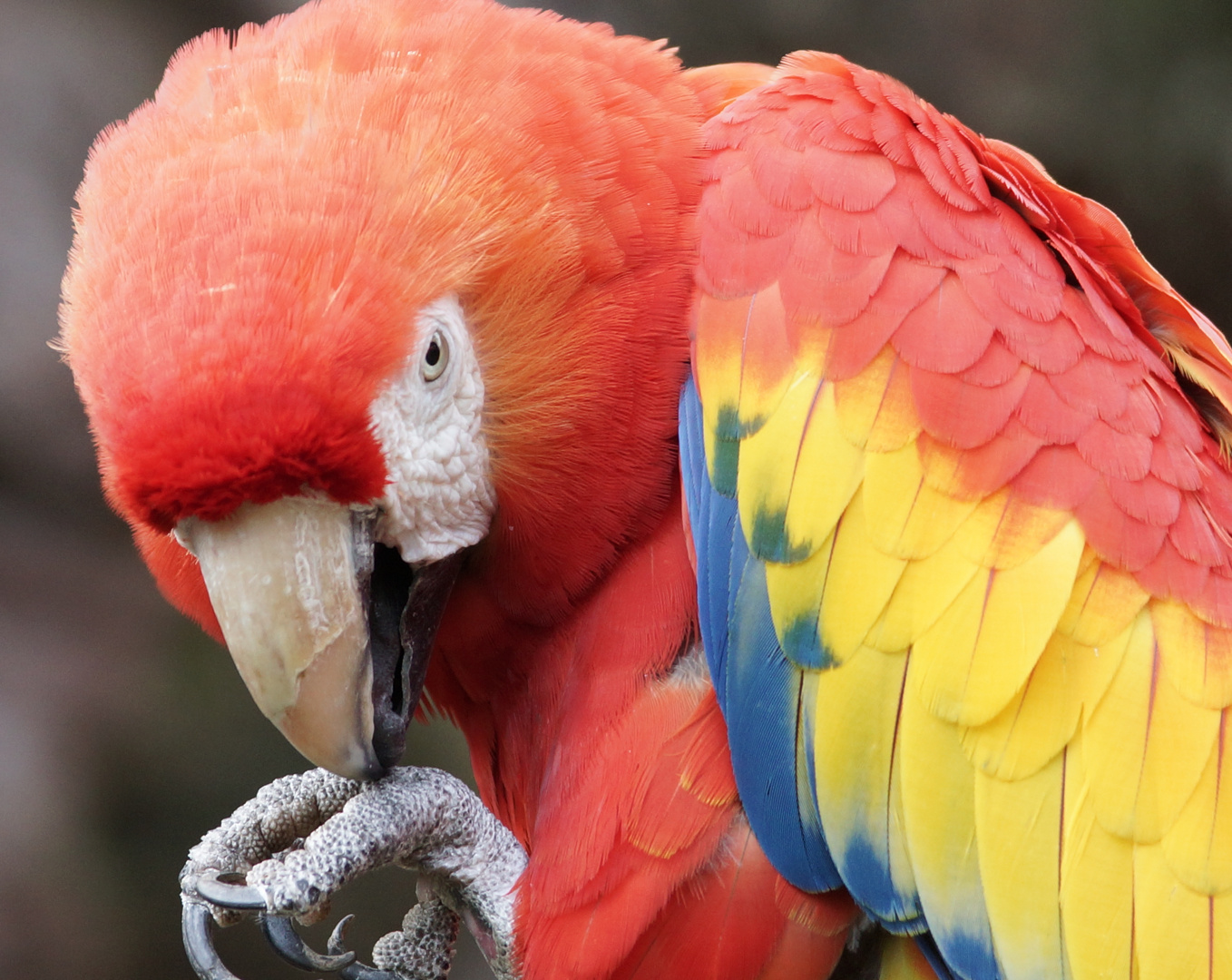 Zoo Münster im Januar