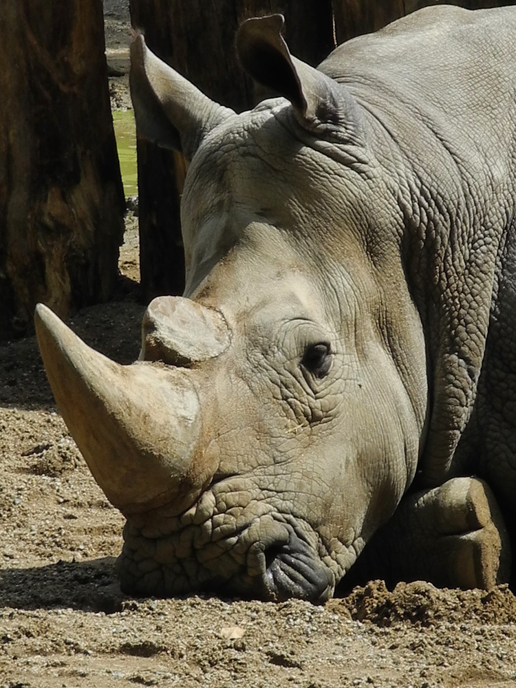 Zoo Münster3