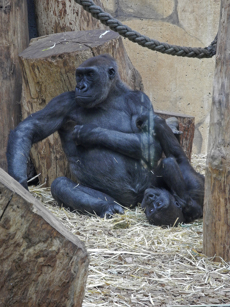 Zoo Münster5