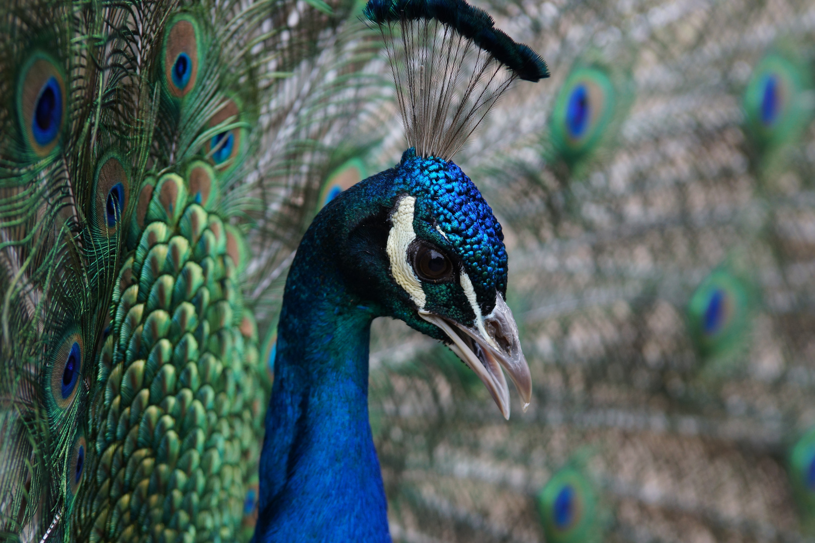 Zoo Neunkirchen (2)