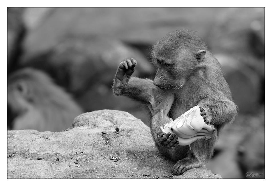 ZOO Neunkirchen06