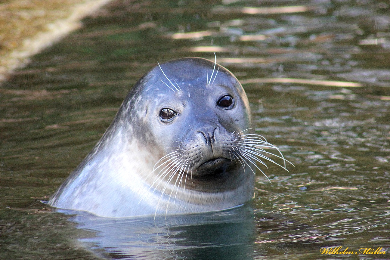 Zoo Neuwied