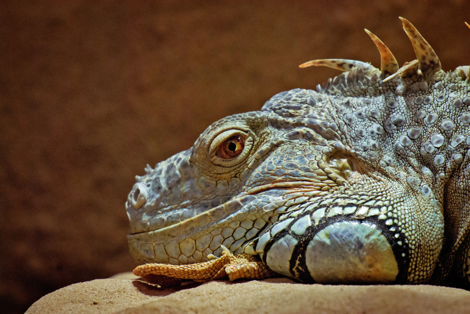 Zoo Neuwied 2012-03 - Relaxen im Exotarium ...