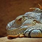 Zoo Neuwied 2012-03 - Relaxen im Exotarium ...