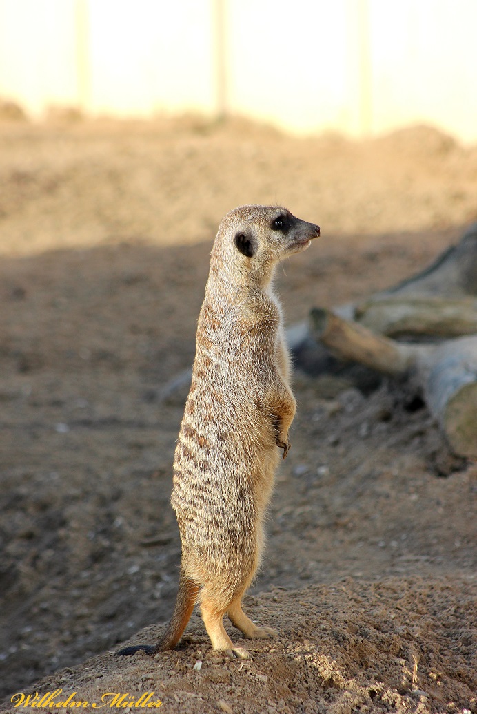 Zoo Neuwied 2.2.2014