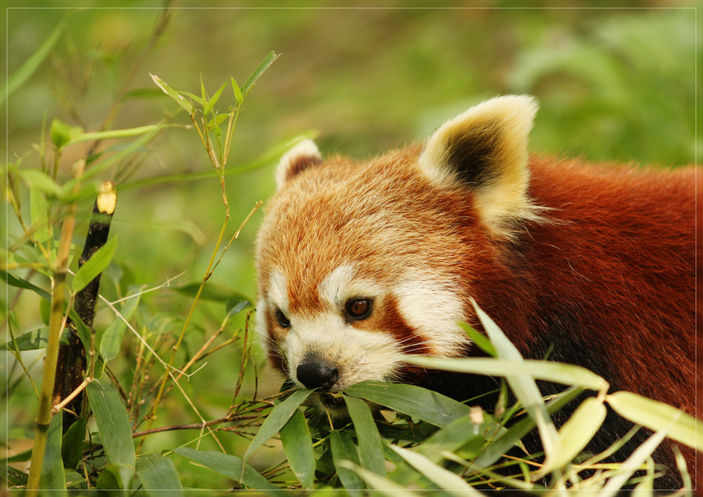 Zoo Neuwied