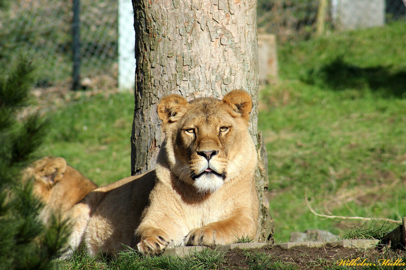 Zoo Neuwied