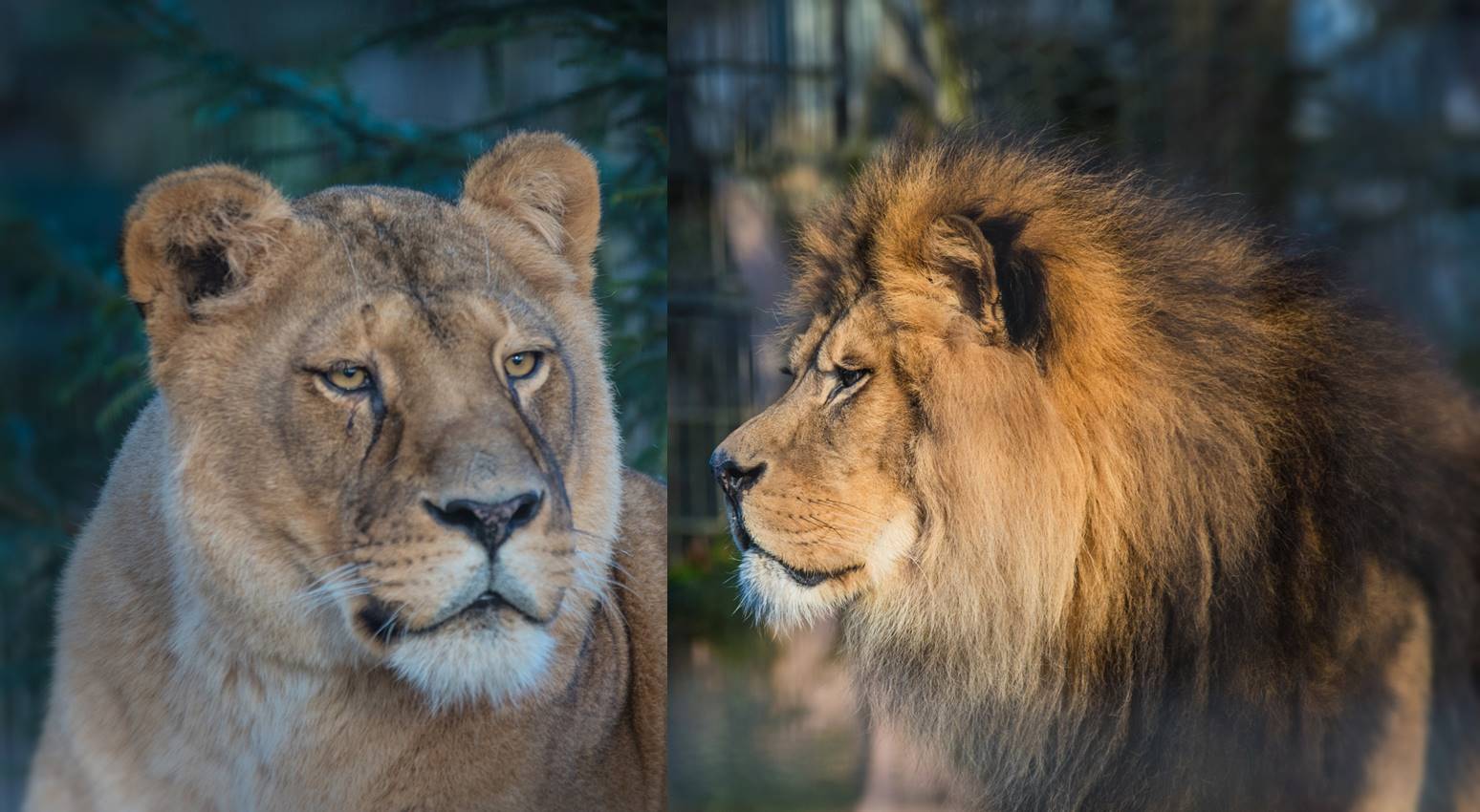 Zoo Neuwied, Januar 2019