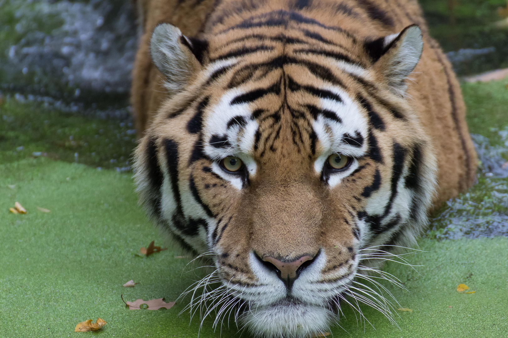 Zoo Nürnberg