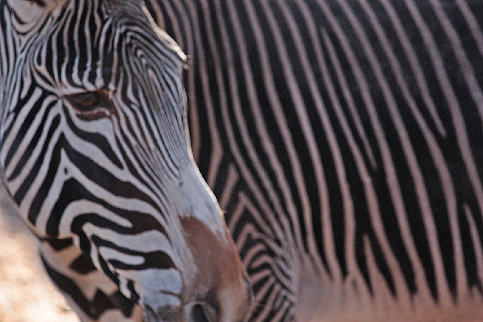 Zoo | Nürnberg