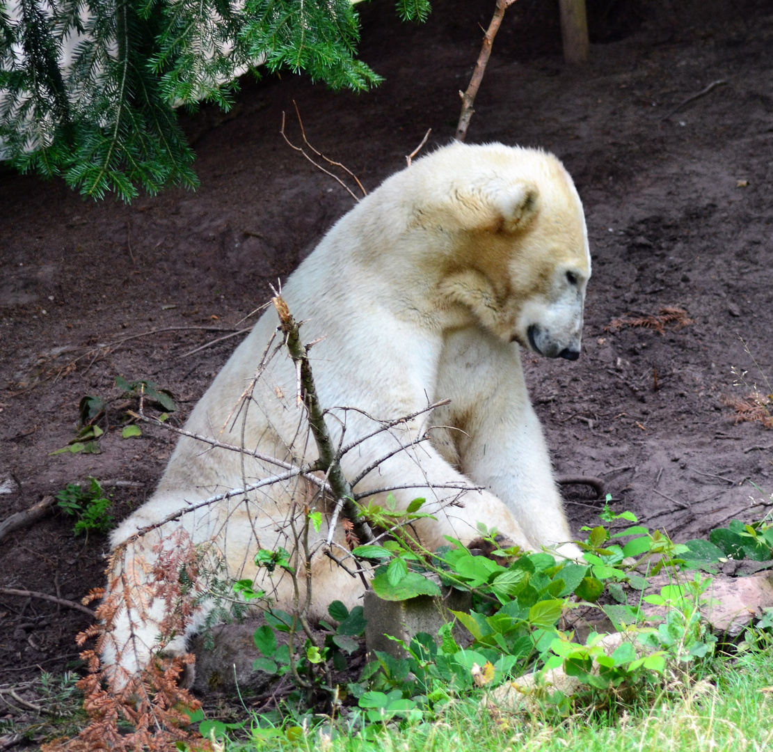 Zoo Nürnberg - August  2016