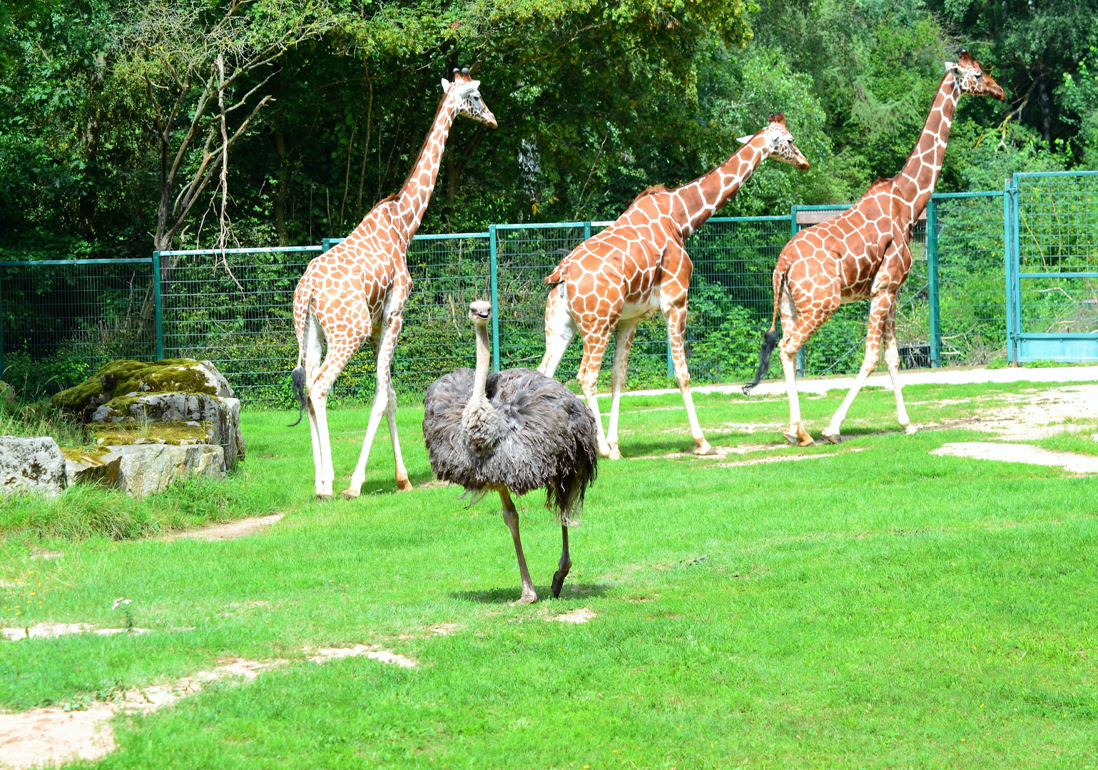 Zoo Nürnberg - August 2016 