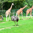 Zoo Nürnberg - August 2016 