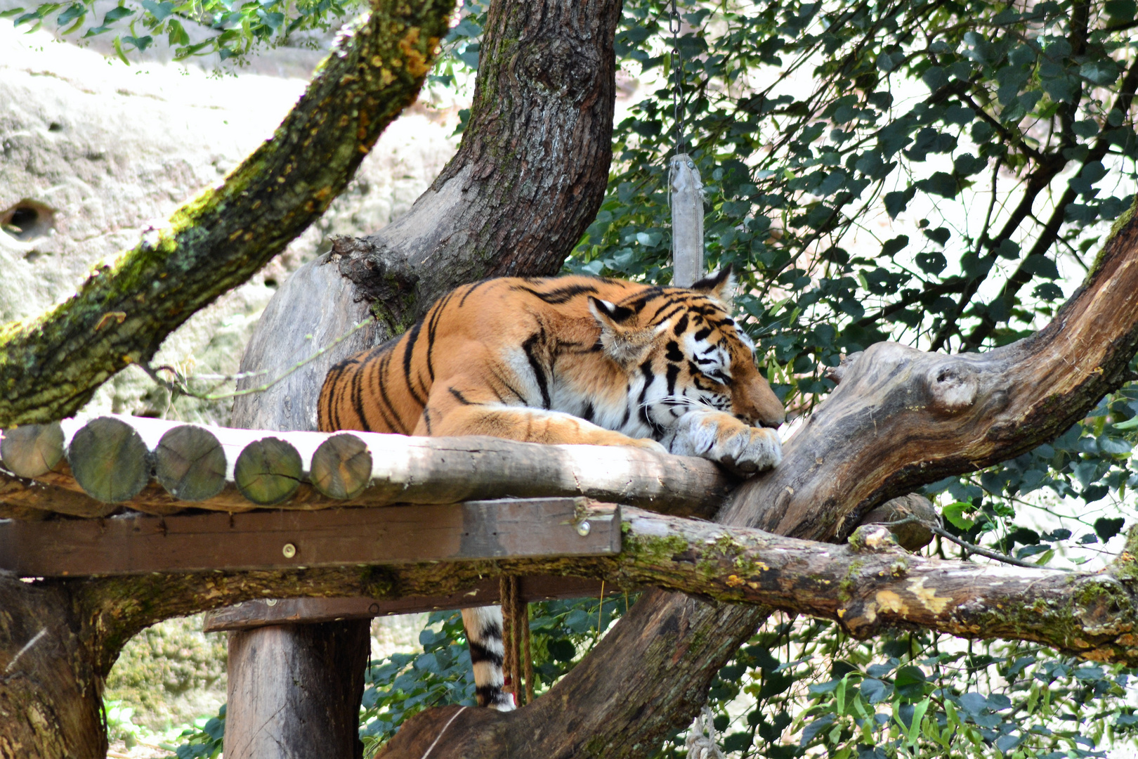 Zoo Nürnberg Tiger